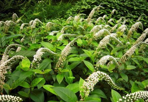  『营养』农村常见野草，过去农民嫌影响作物直接拔除，今成高档菜一斤10元