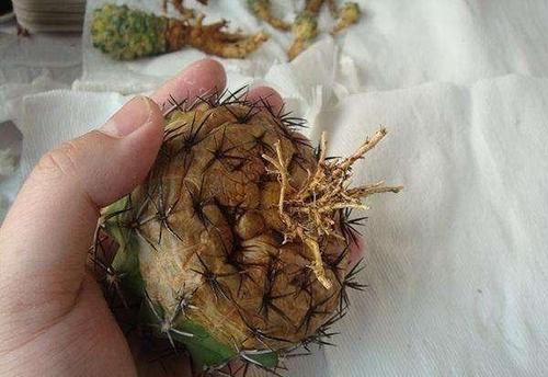  『剪掉』新买的仙人球，剪掉“腐烂根”，个个爱开花，比茉莉、栀子还漂亮
