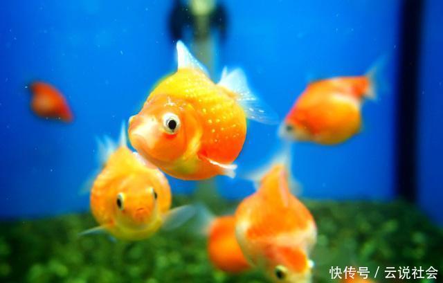  当成风水鱼：最受欢迎的观赏鱼种类、颜色有哪些？鱼只的数量有讲究
