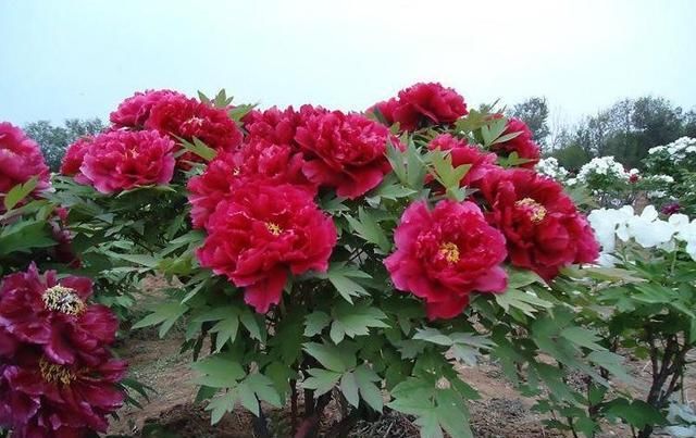  [喜欢]“十大名花”中排名前6的花，家里养1盆，大气、上档次，你喜欢吗