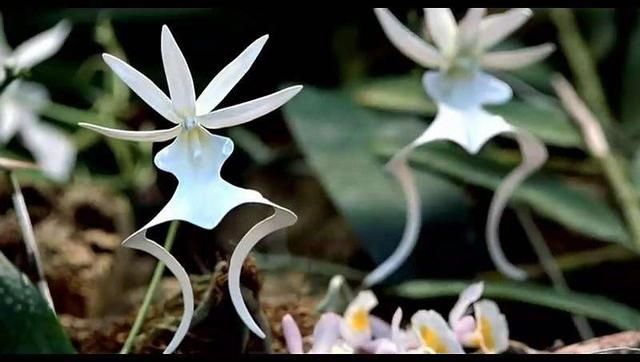 『佛罗里达』鬼兰花——花中幽灵，大自然的神奇魅力