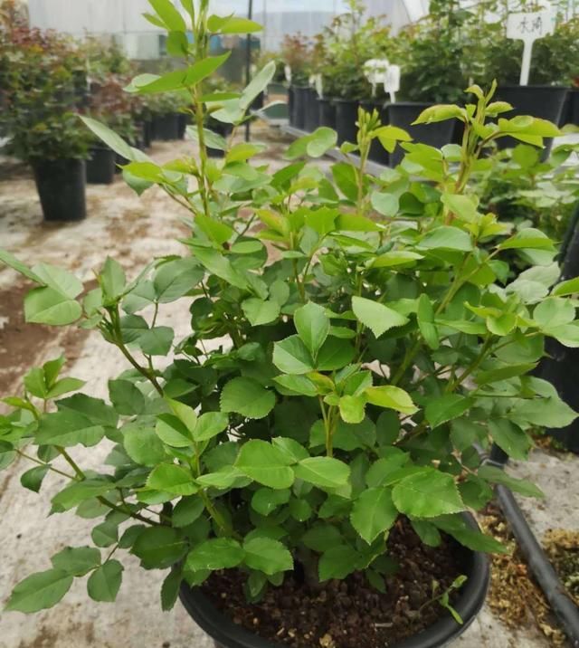 『开爆』春天月季不开花,到底因为啥?教你几个小妙招,花开爆盆不用愁。