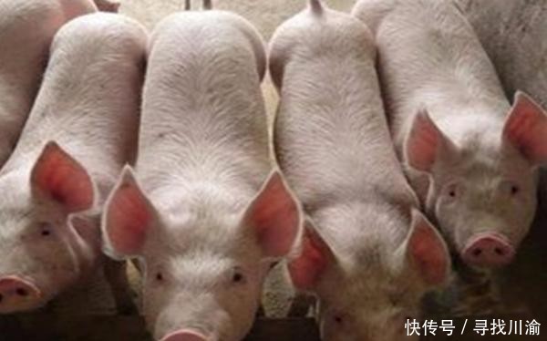  【农户】养猪农户不注意这几点，影响会很大，科学养殖很重要！