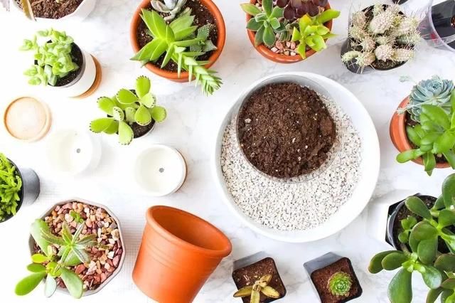  塑料盆：各种材质花盆的优缺点，为啥塑料盆和陶盆成为我常用的两种容器