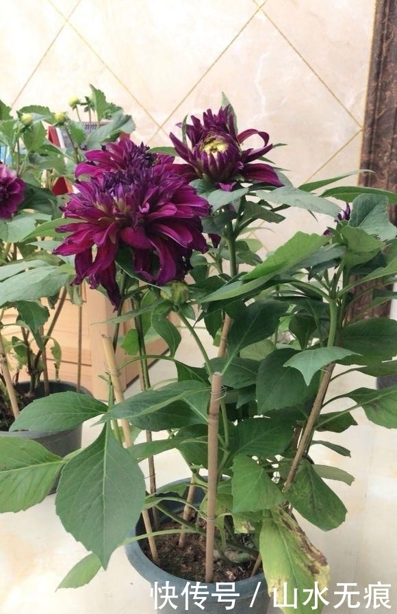『花卉』百花争艳的季节,养那几种花最适合,推荐这四种开花好看花期长