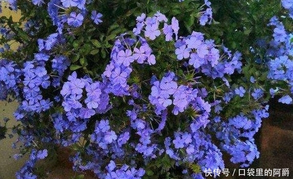  『花儿』看到一种“蓝色的花”，叶子郁郁葱葱，花儿清淡清爽，茁壮成长