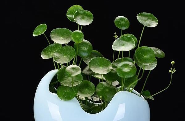  长爆：人家的铜钱草，几天就能长爆盆，原来是用这个方法养的！