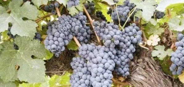 世界上最古老的葡萄树，树龄超170年，每年产量可达7吨葡萄