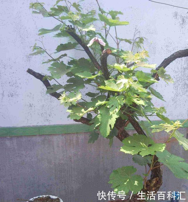  扦插@阳台如何种葡萄？记住4点，果子数量多，一串串挂满了，好吃好看