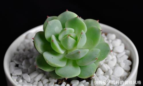  【养不养】夏天最容易死的“3种花”，买一盆死一盆，老花匠都要考虑养不养