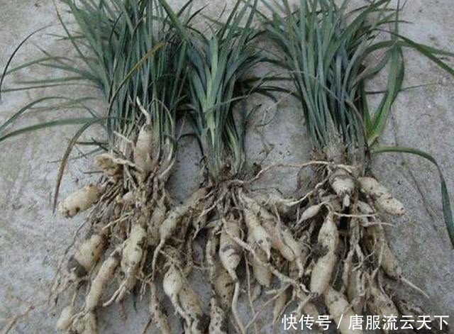  「草丛」在山坡草丛，生长着1种“沿阶草”，价值高，比“农作物”值钱！