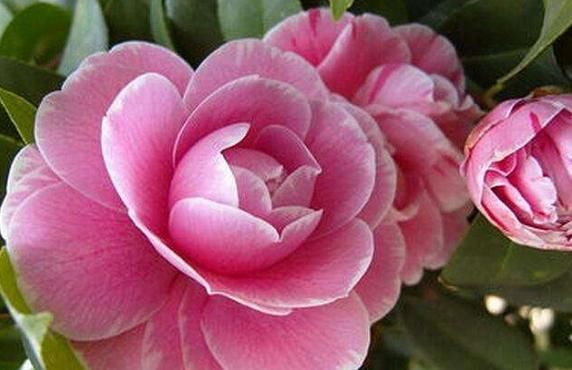 虎皮兰@养花不用花钱，这4款花掰一片叶子、掐个茎插土就活，好看又好养