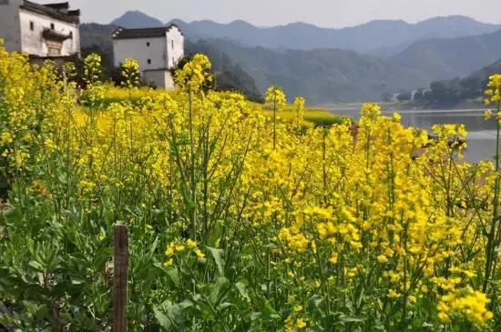 中国最美的油菜花海,油菜花逐渐“染黄”了神州大地