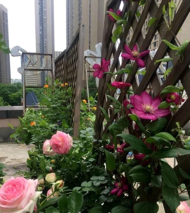 花园：月季花和铁线莲绝配，种在一起太完美，阳台小花园怎能没有它们？