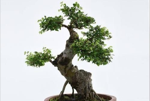  「修剪」农村的榆树疙瘩，桩形苍劲古朴，怎样把它做成盆景？