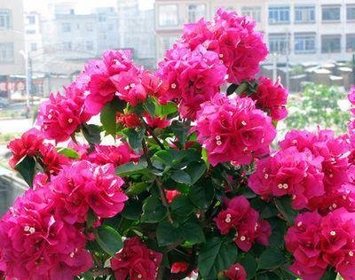  花开满@学着给“三角梅”剪几刀，花开满盆，连“叶子”都隐身啦！