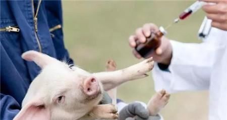  #非洲#政策真是好、下面看不到？非洲猪瘟扑杀补助3个月安排到位