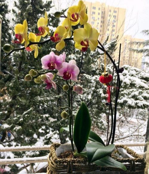  【白白】蝴蝶兰开完花就扔？真是大土豪，白白捡了一箩筐，修剪一下又开花