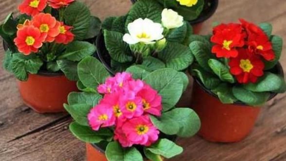  【不见】报春花盆栽得了斑点病和黄叶病，学会这四个办法，黄叶病斑都不见