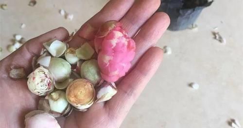 越多越好@茶花花苞越多越好?小心空欢喜一场!