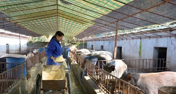  「养殖场」好消息！ 农村三种养殖场严格核对，农民担心的污染问