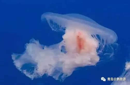 辟谣！青岛海边僧帽水母致人死是假的