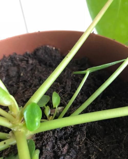  【散射光】盆栽养的镜面草不断长侧芽，水培和分株繁殖很多盆，幼苗特可爱