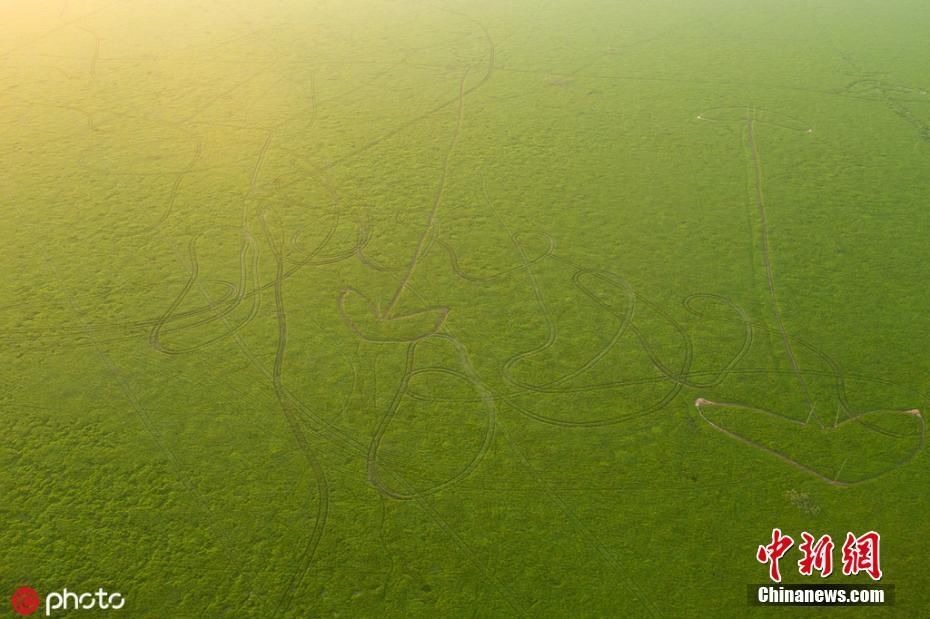 深秋鄱阳湖草滩露出 生机盎然显别样风情