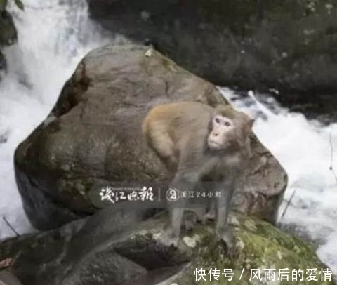 这群猴子多次“打劫”游客 直到有人当面杀了只鸡