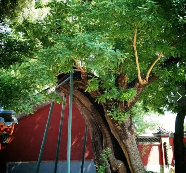  槐树@北京人的生活，一年四季都离不开树！