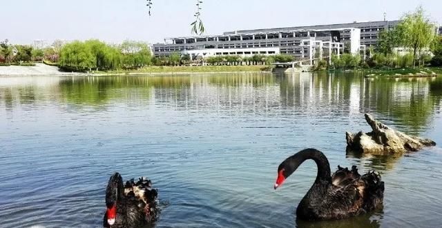  『大学校园』高校“神兽”出没,快来看看有没有你们学校