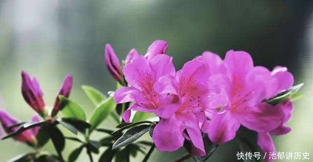 「难养」杜鹃花太难养,来盆毛杜鹃,皮实好养,谁都能养爆盆