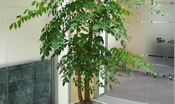  [土壤]在室内养殖幸福树，有一些管理事项，我们是需要了解的，植株更旺