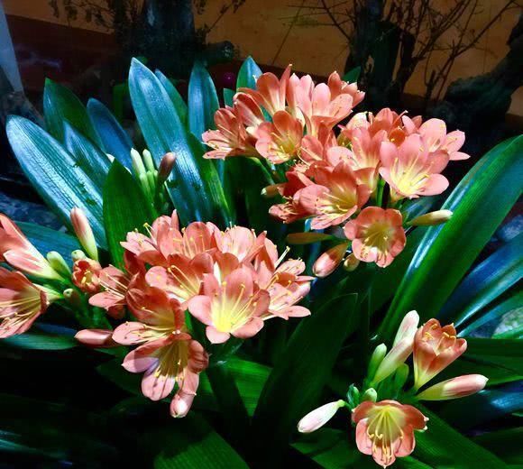  「花开」给花浇水来点它，土壤肥沃不板结，花开的多又大！