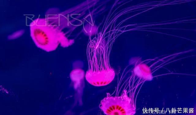  『乐园』在幽蓝的加勒比海边游神秘乐园（被疫情撞了腰的墨西哥行程05）