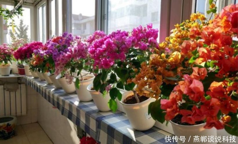  『春天』“3种花”适合春天养，花量大，易爆盆，花开满盆，你家有吗？