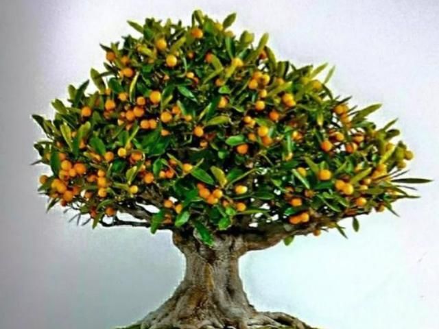  『恢复』玩盆景金豆，如何修剪才是好？三个重点要知道，恢复的好，发芽早