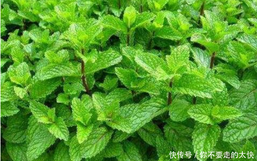 农村这种常见的植物,有降低体温、消炎止痒、