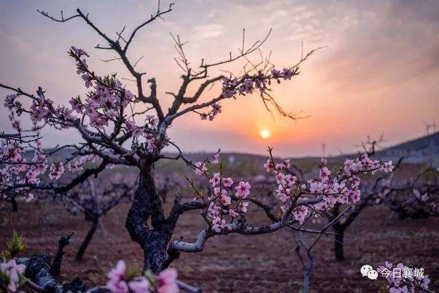  「襄城」不看襄城的桃花，怎么知道春深几许？