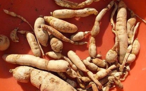  『珍品』石缝中一种“杂草”，枝条爱攀缘，地下根茎是珍品，不比人参差