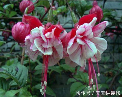  『家里』家里阳台小就养3种花，吊着养更漂亮，不占地方花量大，美极了