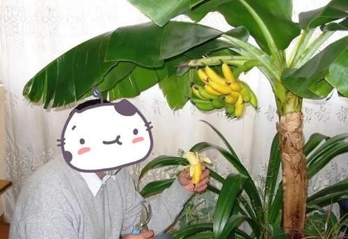 「香蕉」在家就能种的香蕉树,用足肥料,结出一串小香蕉!