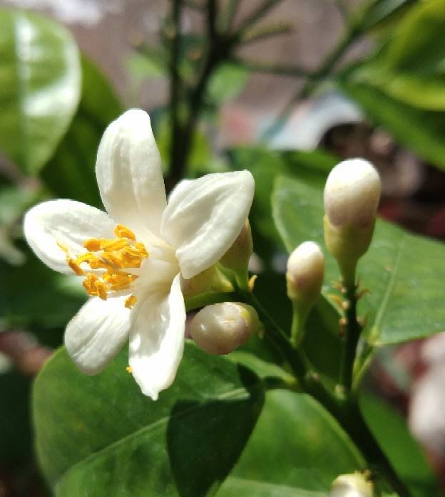  『栀子花』9种香水花，家里养一盆，屋里像是喷了法国香水