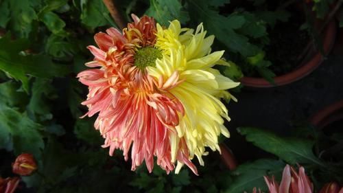  『香水文心兰』喜欢菊花，就养盆“珍品名菊”红黄二乔，似鸳鸯嬉戏，绝色双乔