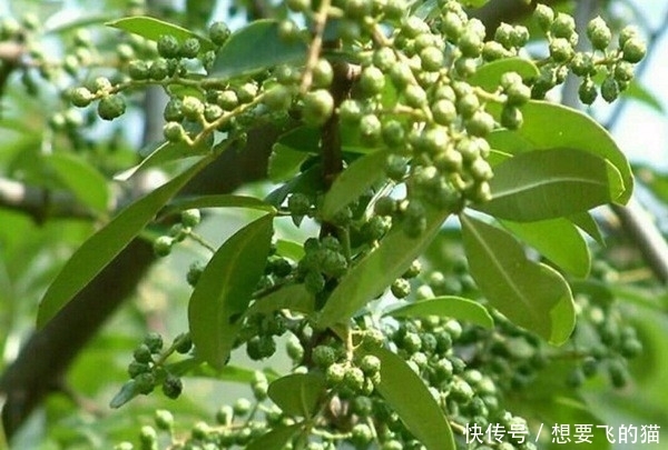 农村里这种树用途广泛，一条树枝就能卖到几百元，很多人却不知道