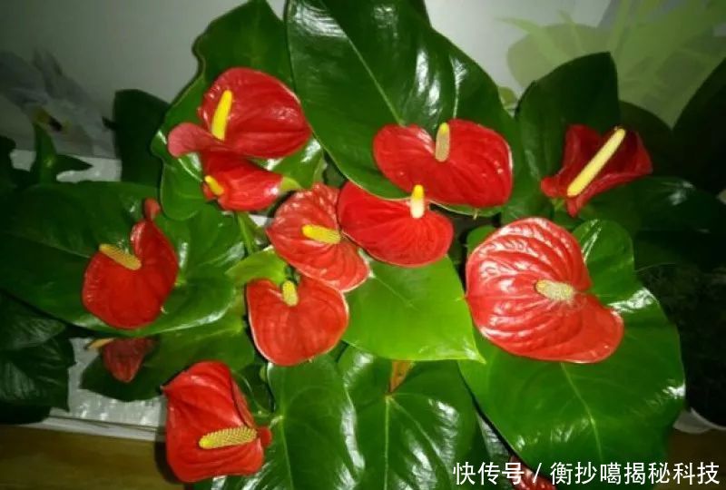  小妙■养花小妙招，花开爆满盆