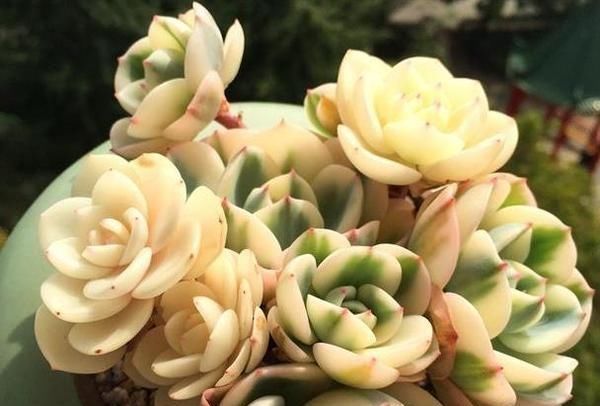 \"l3\": \"室内养什么植物比较好呢?\"多肉进入休眠期,种植多肉需要多大尺寸的花盆呢?