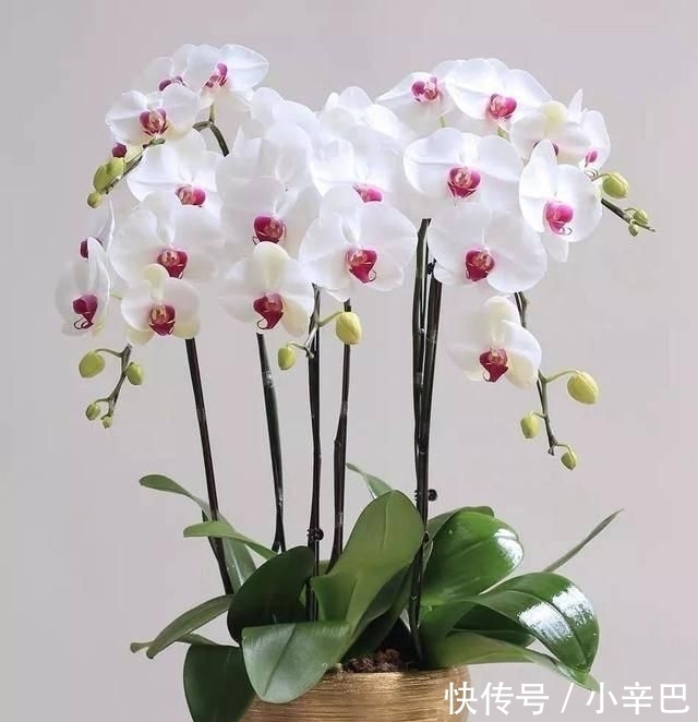 天使■喜欢白色?这五种“洁白花”不可错过,美如雪中天使