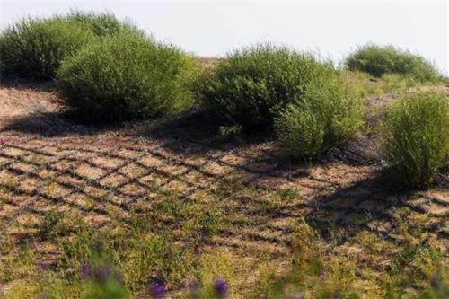  「沙漠变绿洲」全球首个“沙漠变绿洲”的地方，现已生机盎然，