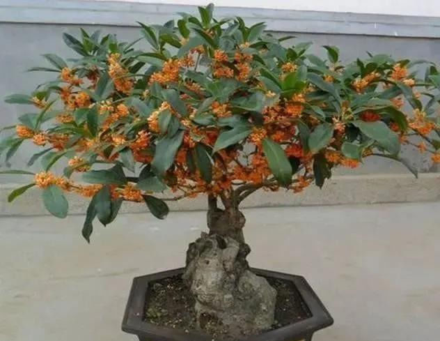  「还要」比香水还要香的9种花，养在阳台上，满屋飘香